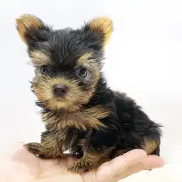 ヨークシャーテリア