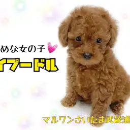 【 トイ・プードル 】初めて飼う方にもオススメ！とびっきり可愛い女の子！