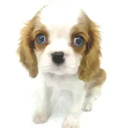 キャバリア・キングチャールズ・スパニエル