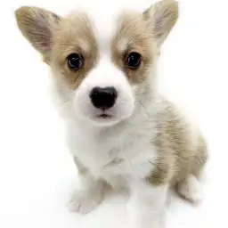 ウェルシュコーギーペンブローク