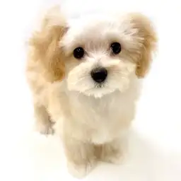 MIX（マルチーズ×トイプードル）