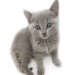 ロシアンブルー