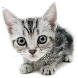 アメリカンショートヘア