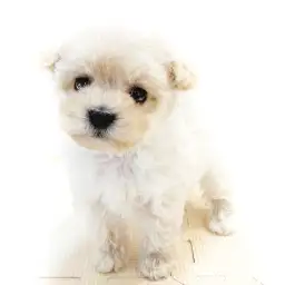 MIX（マルチーズ×トイプードル）