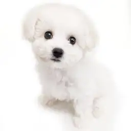 ビションフリーゼ