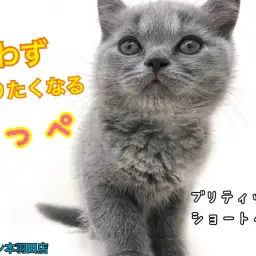 【 ブリティッシュショートヘア 】賢くて愛情深いニャンコ登場！丸顔は究極の癒し！