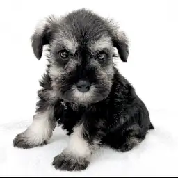 ミニチュア・シュナウザー