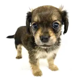 MIX（チワワ×カニンヘンダックスフント）