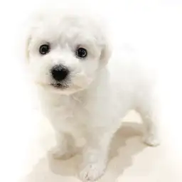 ビションフリーゼ