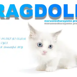 【 ラグドール 】ブルーポイントバイカラーの美男子！飼育方法5つのポイント！