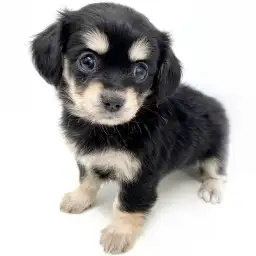 MIX（チワワ×ミニチュアダックスフント）