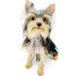 ヨークシャーテリア