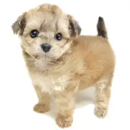 MIX（トイプードル×チワワ）