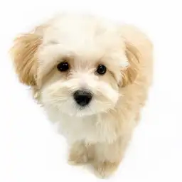 MIX（マルチーズ×トイプードル）