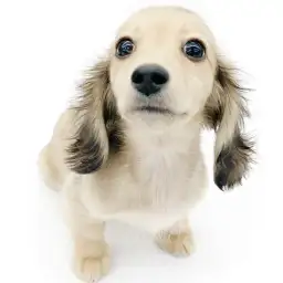 ミニチュア・ダックスフント