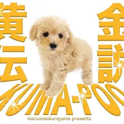 【 トイプードル 】究極の愛らしさ！黄金のくまぷー登場！