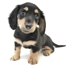 ミニチュア・ダックスフント