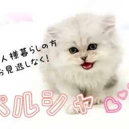 【 ペルシャ 】一人暮らしの方必読！マイペースなペルシャちゃんをご紹介！