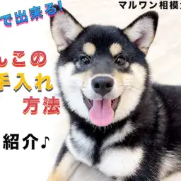 【 お手入れ 】お家で出来る!犬のグルーミング説明書はこのブログ!モデルは柴犬!