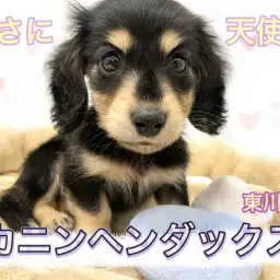 【 カニンヘンダックス 】大人気ブラック＆イエローの癒し系おっとりダックス参上！