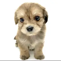 MIX（マルチーズ×ミニチュアダックスフント）