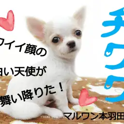 【 チワワ 】チワワの魅力はここだ!実際にチワワを飼っているスタッフが教えます!