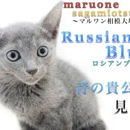 【 ロシアンブルー 】抜け毛を抑える秘訣、集合住宅で飼う方続出?飼育ポイント紹介