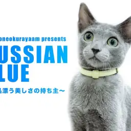 【 ロシアンブルー 】気品漂う美しさの持ち主！肩乗り名人の女の子！