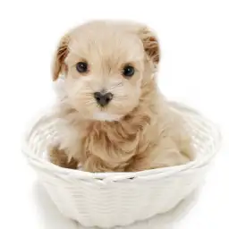 MIX（トイプードル×マルチーズ）