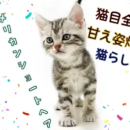 【 アメリカンショートヘア 】猫人気ランキング常に上位！飼い方などもご紹介！
