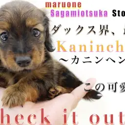 【 カニンヘン・ダックスフント 】小さな手乗りサイズ!性格や成犬時の大きさは?