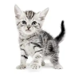 アメリカンショートヘア