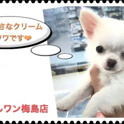 【 チワワ 】クリームカラーの小さめサイズ！ 子犬の疑問にもお答えします！