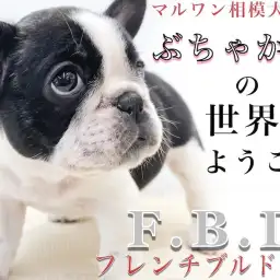 【 フレンチブルドッグ 】短頭種好き必見！当店の特殊育成＆特徴をブルマニアが紹介