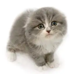 スコティッシュフォールド