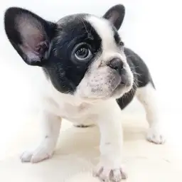 フレンチブルドッグ