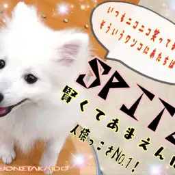 【 スピッツ 】人懐っこさNo.1の純白スピッツちゃんトレーニング成果披露！