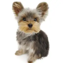 ヨークシャーテリア