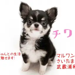 【 チワワ 】小さなチワワちゃんに必要な生活スペースは新聞紙1枚分！