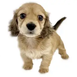 ミニチュア・ダックスフント