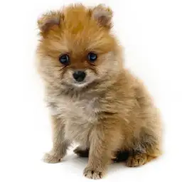 ポメラニアン