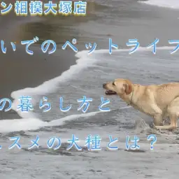 【 神奈川ペットライフ  】湘南エリア・海沿いでの犬との生活＆オススメの犬種！