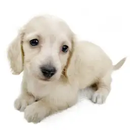 ミニチュア・ダックスフント