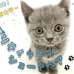 【 ブリティッシュショートヘア 】丸顔代表！遊び好きなブリティッシュちゃん！
