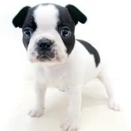 ボストンテリア