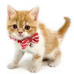 スコティッシュフォールド