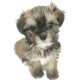 MIX（チワワ×マルプー）