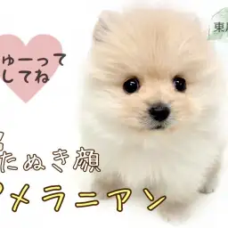 【 ポメラニアン 】超たぬき顔ポメ！クリームカラーの爆毛ボディが可愛いすぎる！