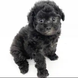 トイ・プードル