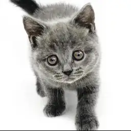 ブリティッシュショートヘア